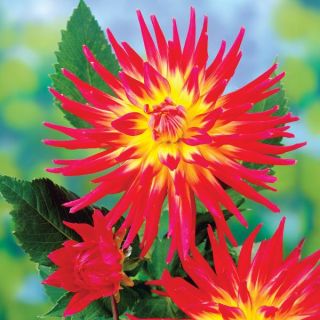 Bora Bora Dahlia Thumbnail